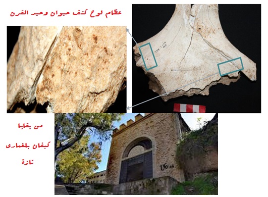 thumbnail تازة كيفان بلغماري الأثرية الأركيولوجية وسؤال ورش التنمية المحلية .. 3 - رسبريس - Respress