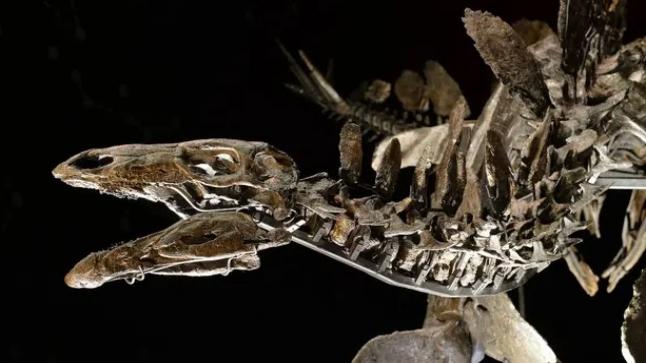 العثور على بقايا أقدم ديناصور في العالم بجبال الأطلس المغربية