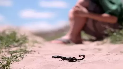 درجات الحرارة المرتفعة تُخرج العقارب من جحورها والضحايا أزيد من 25 ألف سنويا..