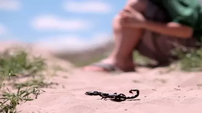 درجات الحرارة المرتفعة تُخرج العقارب من جحورها والضحايا أزيد من 25 ألف سنويا..