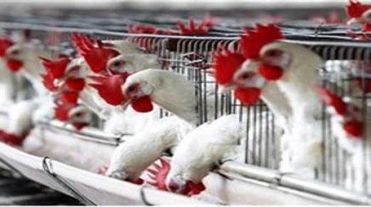 أسعار الدواجن تقفز إلى أعلى المستويات..￼