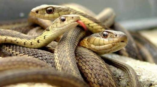 العثور على جثة رجل محاطة بأكثر من 100 ثعبان..