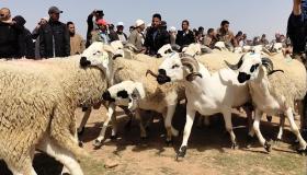 وزارة الفلاحة تعد ببرنامج لدعم “الكسابة”..