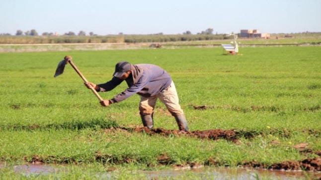 مهنيون فلاحيون يُحذرون من تداعيات موجات الحر المتواصلة التي يشهدها المغرب..