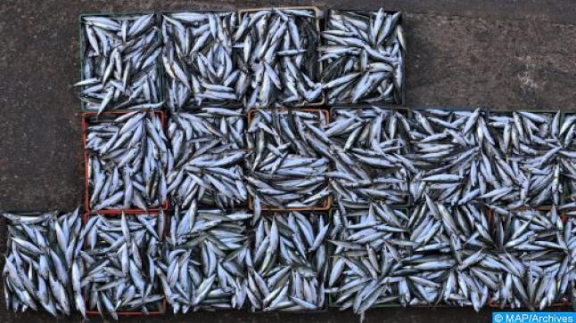 صادرات المنتجات البحرية.. رقم معاملات قياسي بلغ 24,2 مليار درهم في 2021..