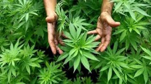 اجتماع تنسيقي لتدارس توصيات منظمة الصحة العالمية حول مخدر”الكيف”