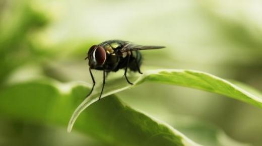 المغرب يستورد 440 مليون ذبابة من الأرجنتين لهذا السبب..