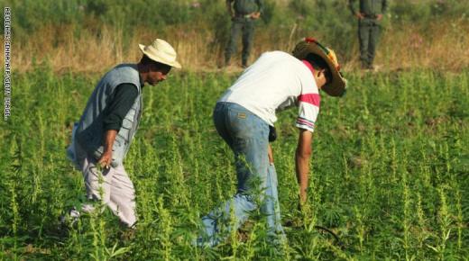 رفض الأمم المتحدة تقنين زراعة الكيف في المغرب يشكل صفعة للمعارضة؟