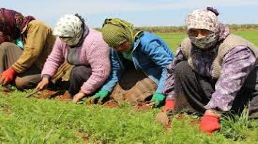 دفق العاطفة يسقي الفلاحة في ضواحي بركان