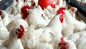 المكتب الوطني للسلامة الصحية يقرر إعادة فتح السوق الوطنية أمام الدواجن البرتغالية