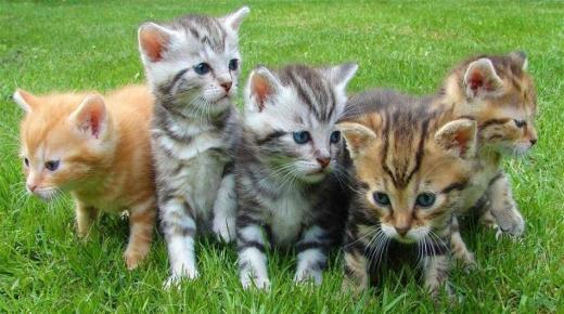 جمعية فرنسية للرفق بالحيوانات تنصب محاميا لمقاضاة شاب مغربي قتل 40 قطا حرقا