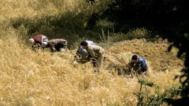 وزارة الفلاحة: إنتاج الحبوب تراجع بنسبة 30% والمحصول لن يتجاوز 52 مليون قنطار خلال موسم 2018-2019