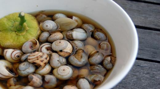 عالم آثار يؤكد : المغاربة أول من تناول الحلزون كوجبة غذاء في العالم