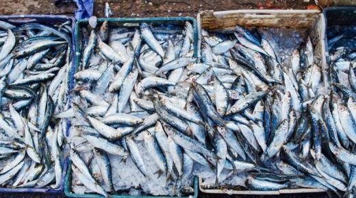 تسويق 6.14 مليار درهم من منتجات الصيد البحري إلى غاية نهاية يوليوز المنصرم