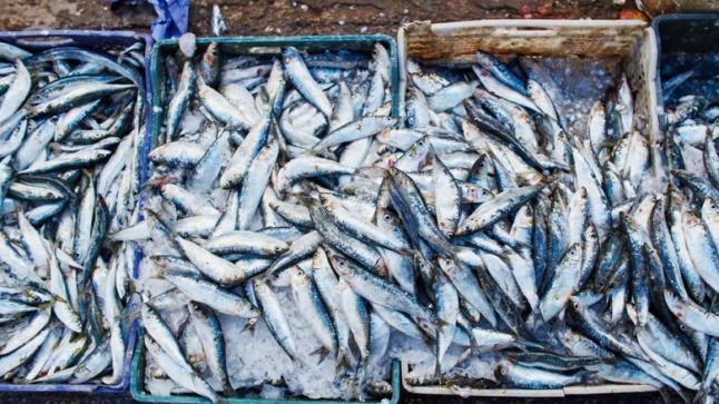 تسويق 6.14 مليار درهم من منتجات الصيد البحري إلى غاية نهاية يوليوز المنصرم