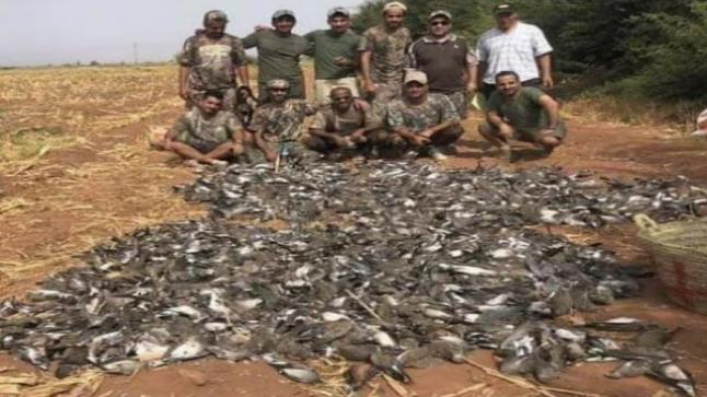 وزارة الفلاحة تقاضي شركة للقنص السياحي بسبب قنص جائر لليمام