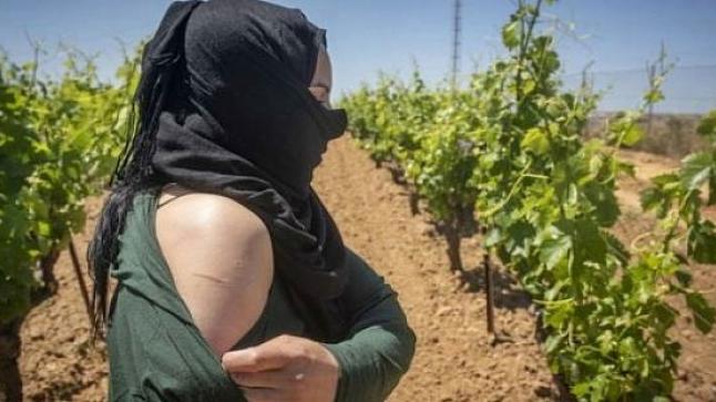 إسبانيا تستقدم 14 ألف عاملة مغربية لجني فاكهة الفراولة