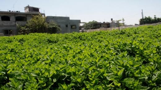 “أونسا” يُلزم بائعي النعناع بضرورة التوفر على وثيقة للتحاليل المخبرية الخاصة بالمبيدات