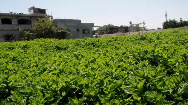 “أونسا” يُلزم بائعي النعناع بضرورة التوفر على وثيقة للتحاليل المخبرية الخاصة بالمبيدات