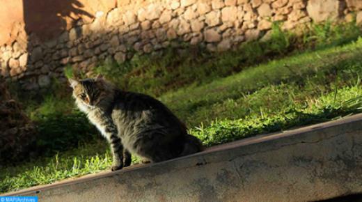 تسجيل حالة نادرة لهر مصاب بفيروس كورونا المستجد..