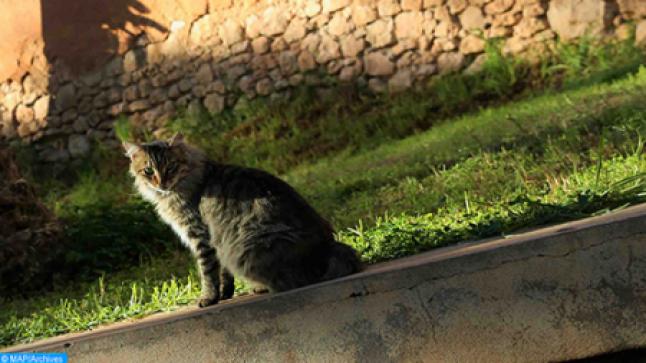 تسجيل حالة نادرة لهر مصاب بفيروس كورونا المستجد..