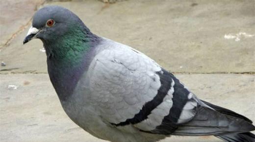 اعتقال حمامة بـ”تهمة التجسس” يثير ضجة بين بلدين.. وصاحبها يطالب باحترامها..