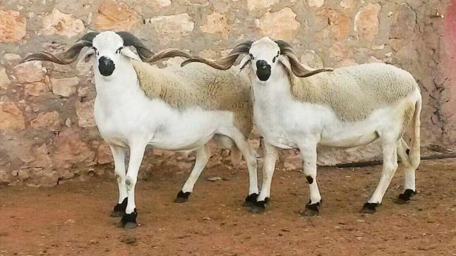 هذه حقيقة “فيديو”قائد يأخذ كبشين من بائع خرفان غصبا..