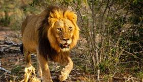 شاهد”فيديو”مروّع.. أسد ينقضّ على يد عامل بحديقة حيوانات..