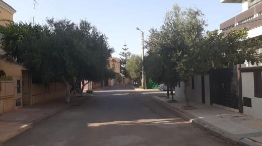 مواطنون بمدينة وجدة يشتكون من الزحف المقلق لأشجار الزيتون على مختلف أحياء وشوارع المدينة وأثرها القاسي على صحة مرضى الحساسية..