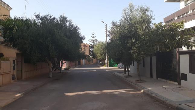 مواطنون بمدينة وجدة يشتكون من الزحف المقلق لأشجار الزيتون على مختلف أحياء وشوارع المدينة وأثرها القاسي على صحة مرضى الحساسية..