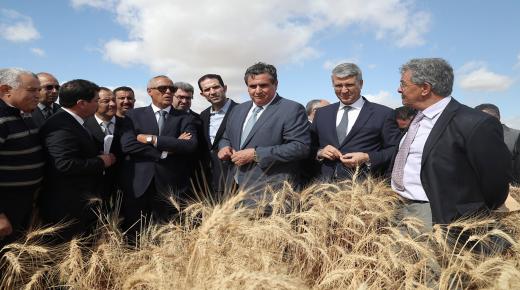 الانتاج المتوقع من الحبوب يقدر بـ 31.2 مليون قنطار .. مسجلا انخفاضا كبيرا مقارنة مع الموسم السابق ب 43 في المائة