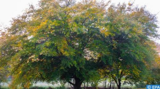 جهود تضفي لمسة خضراء طافحة على مدينة تاوريرت..