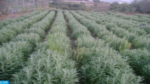 الشيبة.. النبتة الخضراء الغامضة..