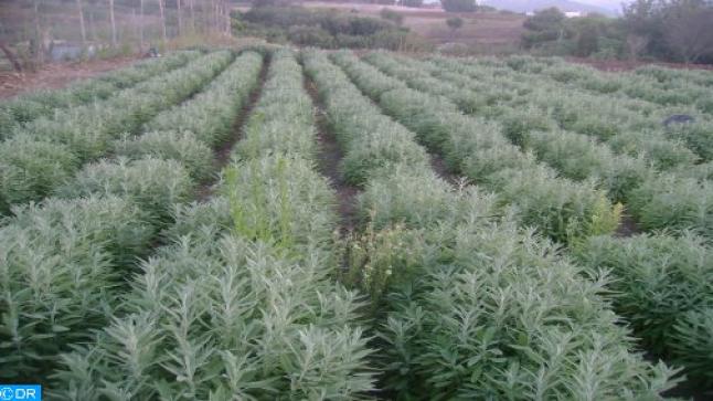 الشيبة.. النبتة الخضراء الغامضة..