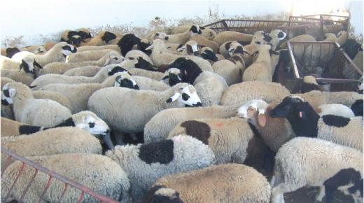 إطلاق عملية ترقيم 8 ملايين رأس من الأغنام والماعز الموجهة للذبح بمناسبة عيد الأضحى..