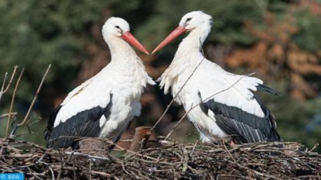 بركان..ملاذ آمن يأوي إليه اللقلاق الأبيض..
