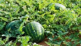 البطيخ الأحمر .. تراجع حاد في أسعار البيع من الضيعات