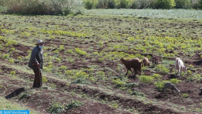 المزارعون المغاربة يواجهون إكراهات الجفاف بإنتاج 4 أنواع من الخضروات القابلة للتصدير..