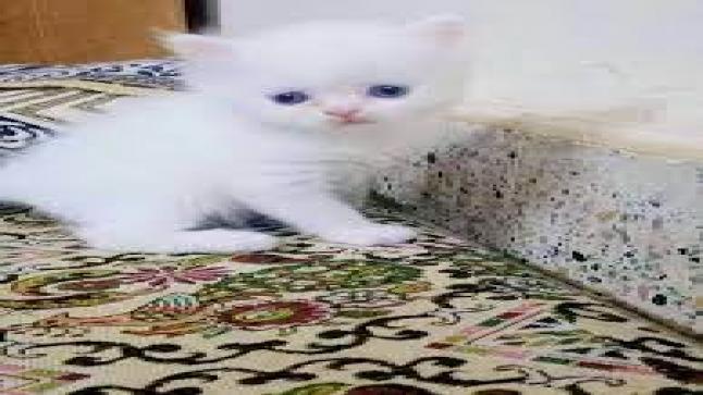 تشييد “فندق” للقطط والكلاب بالدار البيضاء بـمبلغ 800 مليون..