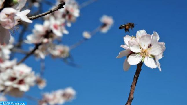 النحل.. هذه الملقحات الضرورية للأمن الغذائي..
