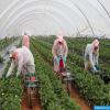 الحكومة تتخذ إجراءات جديدة لتعزيز مواكبة العاملات الزراعيات المغربيات بإسبانيا