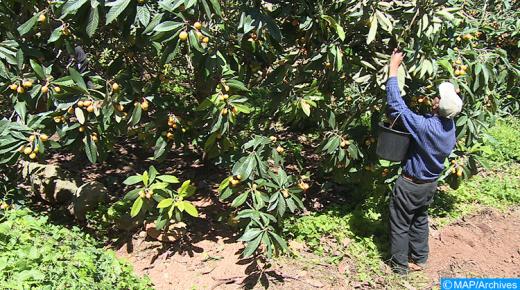 مزاح زكزل.. إنتاج مرتقب يفوق 8 آلاف طن في الموسم (2021-2022)..