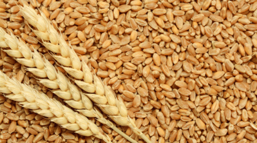 المملكة تستورد أزيد من 256 ألف طن من القمح خلال شهر أكتوبر الماضي