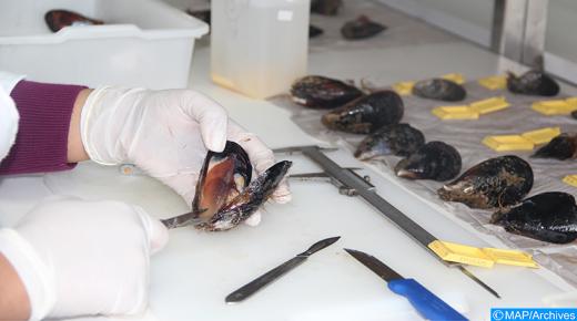 منع جمع وتسويق الصدفيات بمنطقة راس كبدانة – السعيدية..