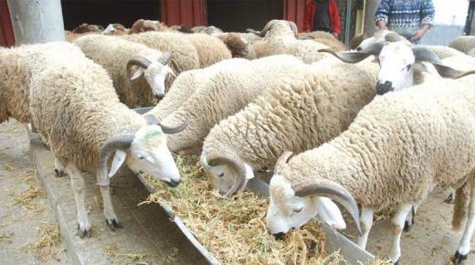 7.9 في المائة من الأسر لم تنحر أضحية العيد ..