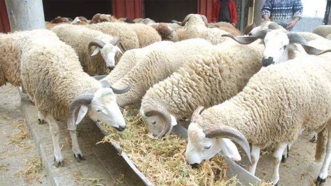 تراجع عدد الأبقار والإبل بحوالي 30%.. 32.8 مليون رأس عدد قطعان الماشية في المغرب