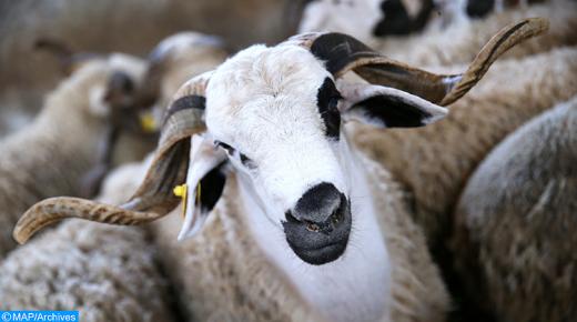 بخصوص الاستفادة من دعم المواطنين بمناسبة عيد الأضحى الحكومة توضّح..