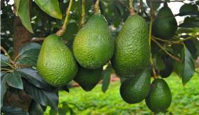 تناول الأفوكادو بانتظام يخفض الكوليسترول الضار والدهون الثلاثية