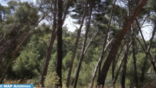 كندا تدعم استراتيجية غابات المغرب لحماية التنوع البيولوجي￼
