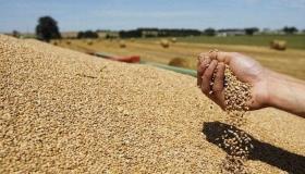 تمديد العمل بالرسوم الجمركية على واردات القمح لحماية المحصول الوطني